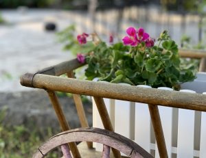 Närbild på träkärra med hjul, i kärran syns en vit blomlåda med rosa blommor och gröna blad.