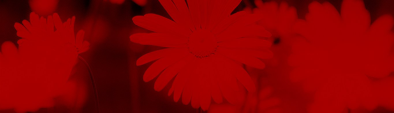 Blommor med en röd toning över hela bilden så allt går i olika röda nyanser.