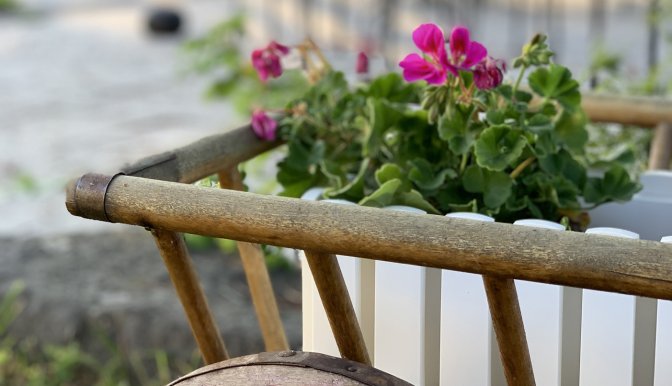 Närbild på träkärra med hjul, i kärran syns en vit blomlåda med rosa blommor och gröna blad.